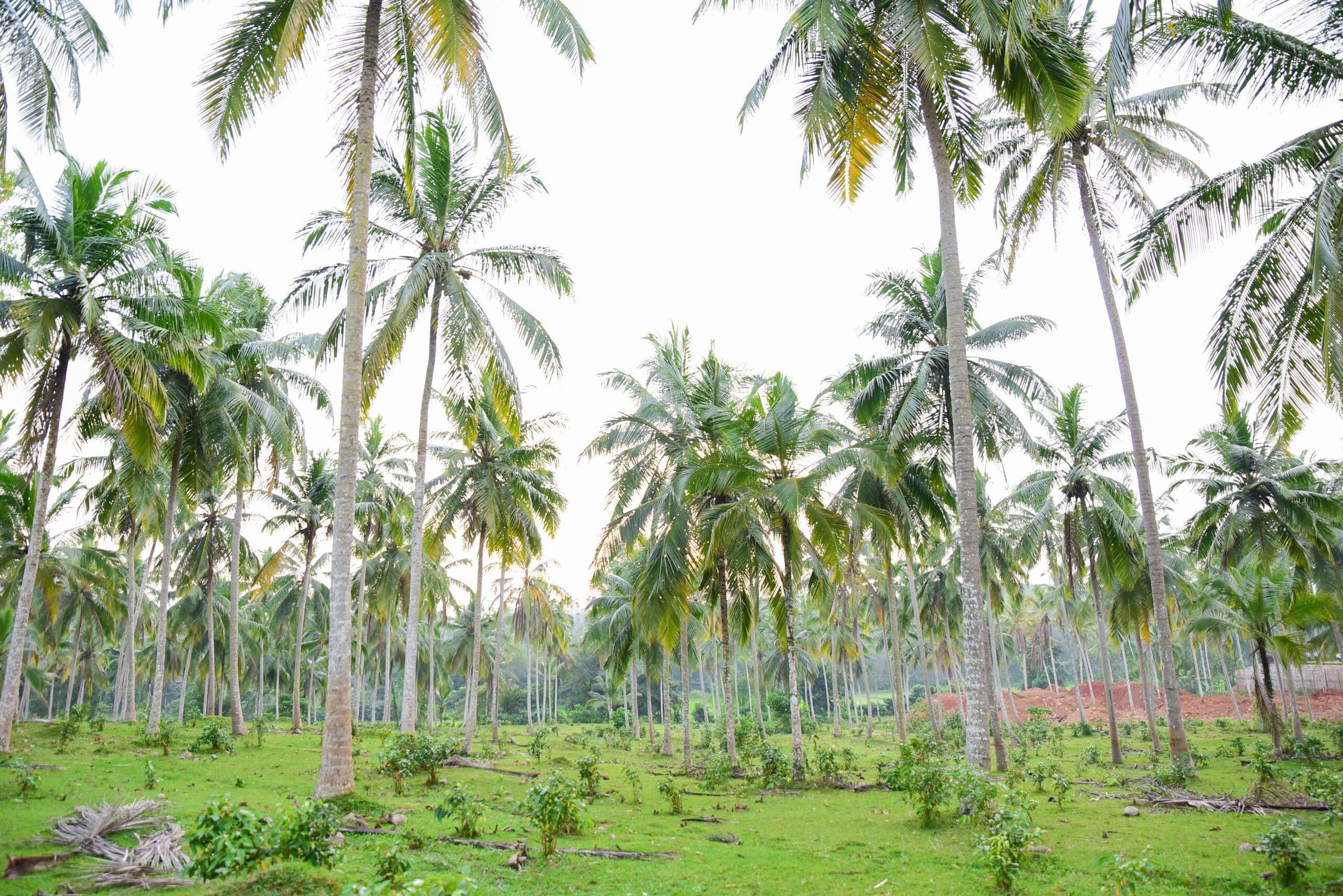 Coconut Cultural Park: A Tropical Plantation